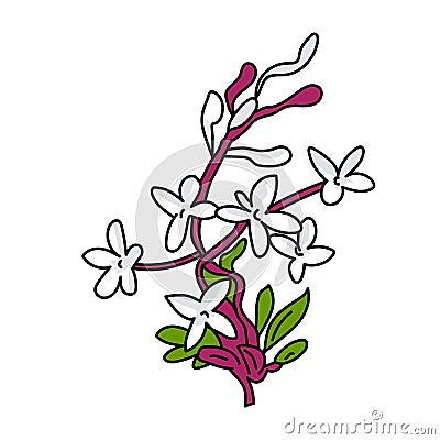 Syringa flowers illustration vector isolated Vector Illustration