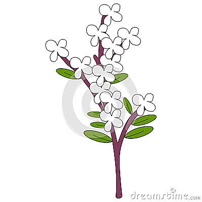 Syringa flowers illustration vector isolated Cartoon Illustration