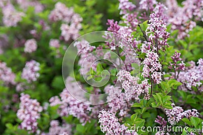 Syringa josikaea, hungarian lilac selective focus Stock Photo