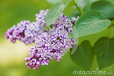 Syringa Stock Photo