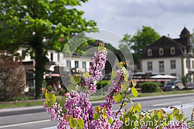 Syringa Lilac violet flowers - Angiosperm - Oleaceae family Germany Stock Photo