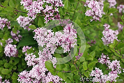 Syringa meyeri Palibin Korean lilac Stock Photo