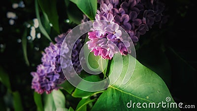 Syringa meyeri Stock Photo