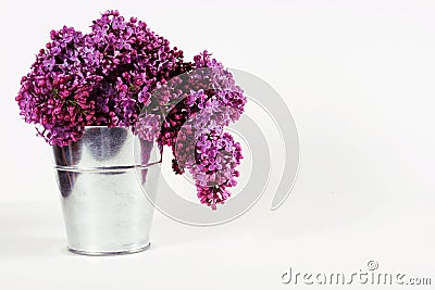 Syringa vulgaris Stock Photo