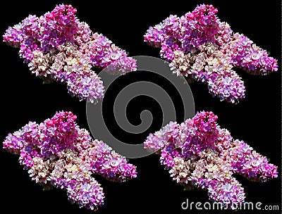 Syringa vulgaris (lilac or common lilac) Stock Photo