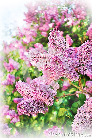 Syringa vulgaris. Liliac floral background Stock Photo