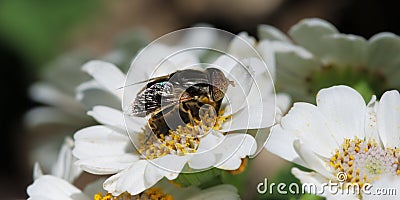 Syrphid on cineraria flowers Stock Photo