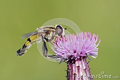 Syrphid fly in the bloom Stock Photo
