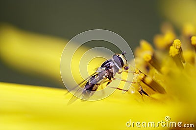 Syrphid Fly On Flower Stock Photo