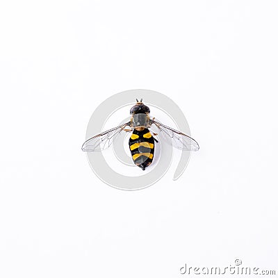 Syrphidae Diptera insect fly with black and yellow stripes, striped color isolated on a white background Stock Photo