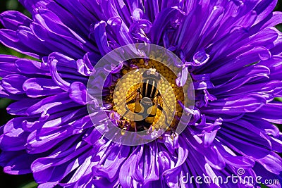 Syrphidae. A family of diptera, insects. A flower fly sits on a purple Aster flower. Stock Photo