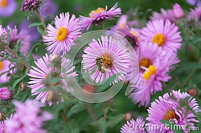 A Syrphidae sits on an Aster flower Stock Photo