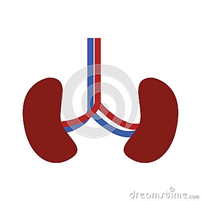 System renal with kidneys and veins Vector Illustration