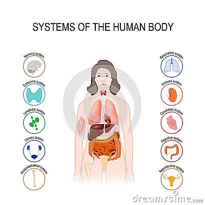 Systems of the human body Vector Illustration