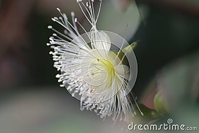 Watery rose apple (Syzigium aqueum) plant flower Stock Photo