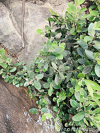 Syzygium buxifolium var. verticillatum plant on the ridgeline of Golden Face Mountain Stock Photo