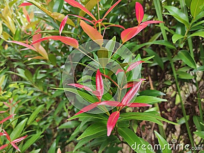 Syzygium oleana, an ornamental plant with red shoots that is often found in city parks. photo of red shoots Stock Photo
