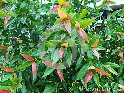 Syzygium oleana or Pucuk merah plant after the rain Stock Photo