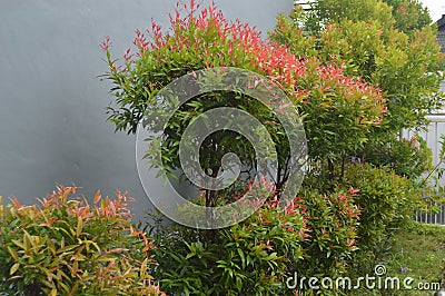 Syzygium paniculatum plant Stock Photo