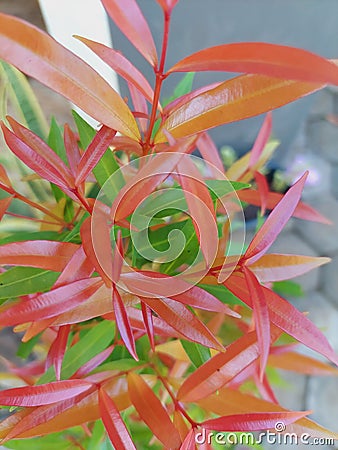 Syzygium paniculatum plant Stock Photo