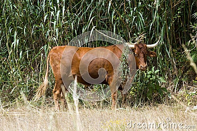 Curious bull of the finest kind on Sao Miguel, Azores Stock Photo