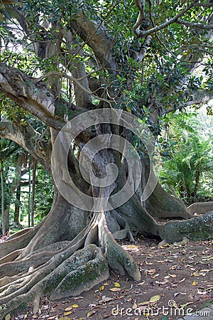 Very old tree in park in Ponta Delgada, Sao Miguel, Azores Stock Photo