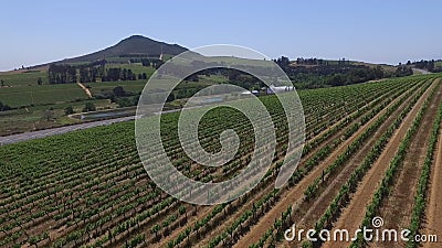 Südafrikanische Weinberge Südafrikanische Weinberge