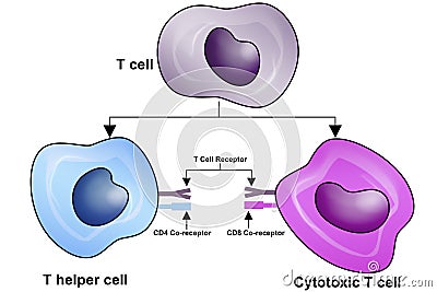 T Cell, helper T cell and cytotoxic T cell, CD Antigen Types, CD4 And CD8 Stock Photo