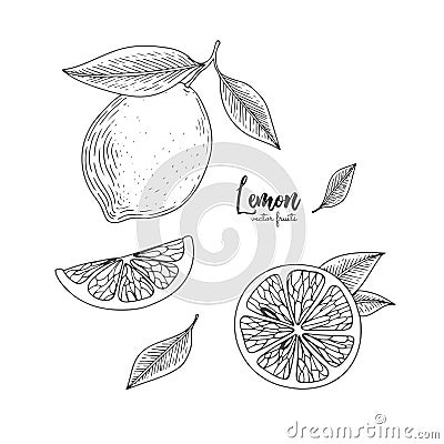 Fruit illustration with lemon in the style of engraving. Hand drawn elements for menu, greeting cards, wrapping paper Vector Illustration