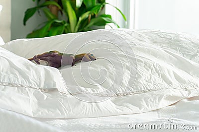 T-rex dinosaur child`s toy on fluffy parent`s bed, with wrinkled duvet and sheets, and white bedding. Depicting home with kids, pa Stock Photo