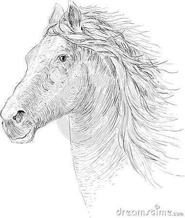 T-shirt horse background. Vector Illustration