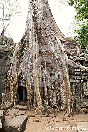 Ta Prohm Angkor Stock Photo