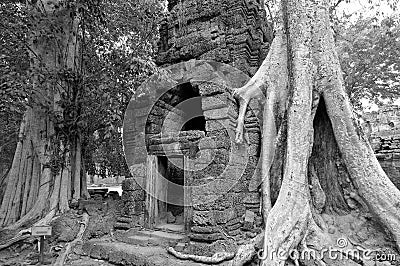 Ta Prohm is the modern name of a temple originally called Rajavihara. Stock Photo