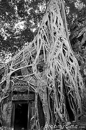 Ta Prohm is the modern name of a temple originally called Rajavihara. Stock Photo