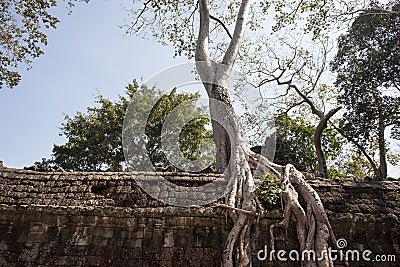 Ta Prohm. Siem Reap. Cambodia Stock Photo