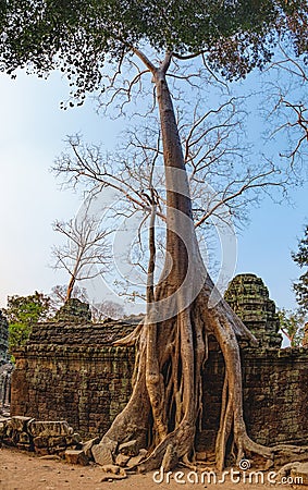 Ta Prohm Temple in Angkor Complex, Cambodia Stock Photo