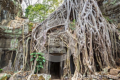 Ta Prohm temple in Angkor Wat Stock Photo