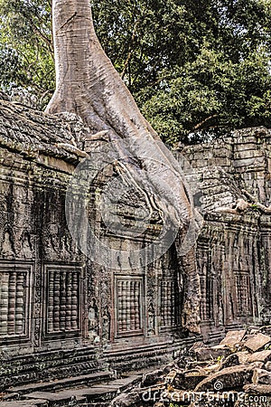 Ta Prohm temple in Angkor Wat, tree at the temple ruins, Cambodia Stock Photo