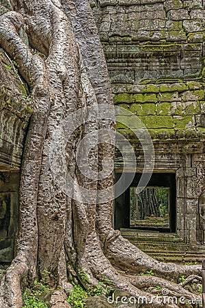 Ta Prohm temple Siem Reap, Angkor Wat, Cambodia Stock Photo