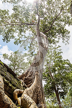 Ta Prohm Temple tree Stock Photo