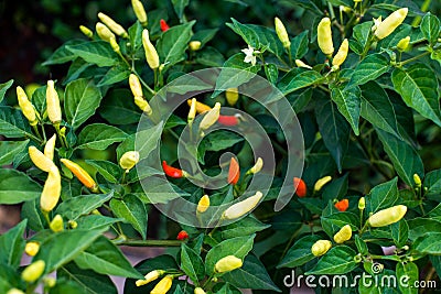 Tabasco hot pepper Stock Photo