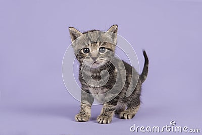 Tabby baby cat kitten walking towards the camera on a lavender purple background Stock Photo
