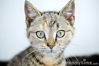 Tabby calico kitten adoption portrait Stock Photo