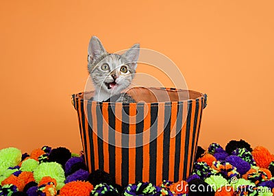 Tabby Calico Kitten Peeking out of Halloween Basket Stock Photo