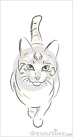 Tabby cat Vector Illustration