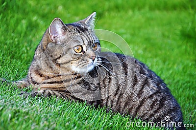 Tabby cat Stock Photo