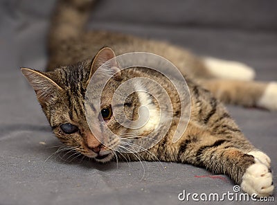 Tabby cat with cataracts in the eye Stock Photo