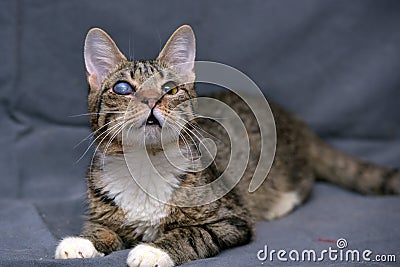 Tabby cat with cataracts in the eye Stock Photo