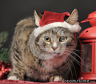 Tabby cat in a Christmas hat Stock Photo