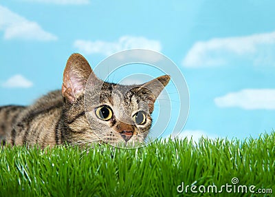 Tabby cat crouched to pounce in tall grass, pupils dilated Stock Photo